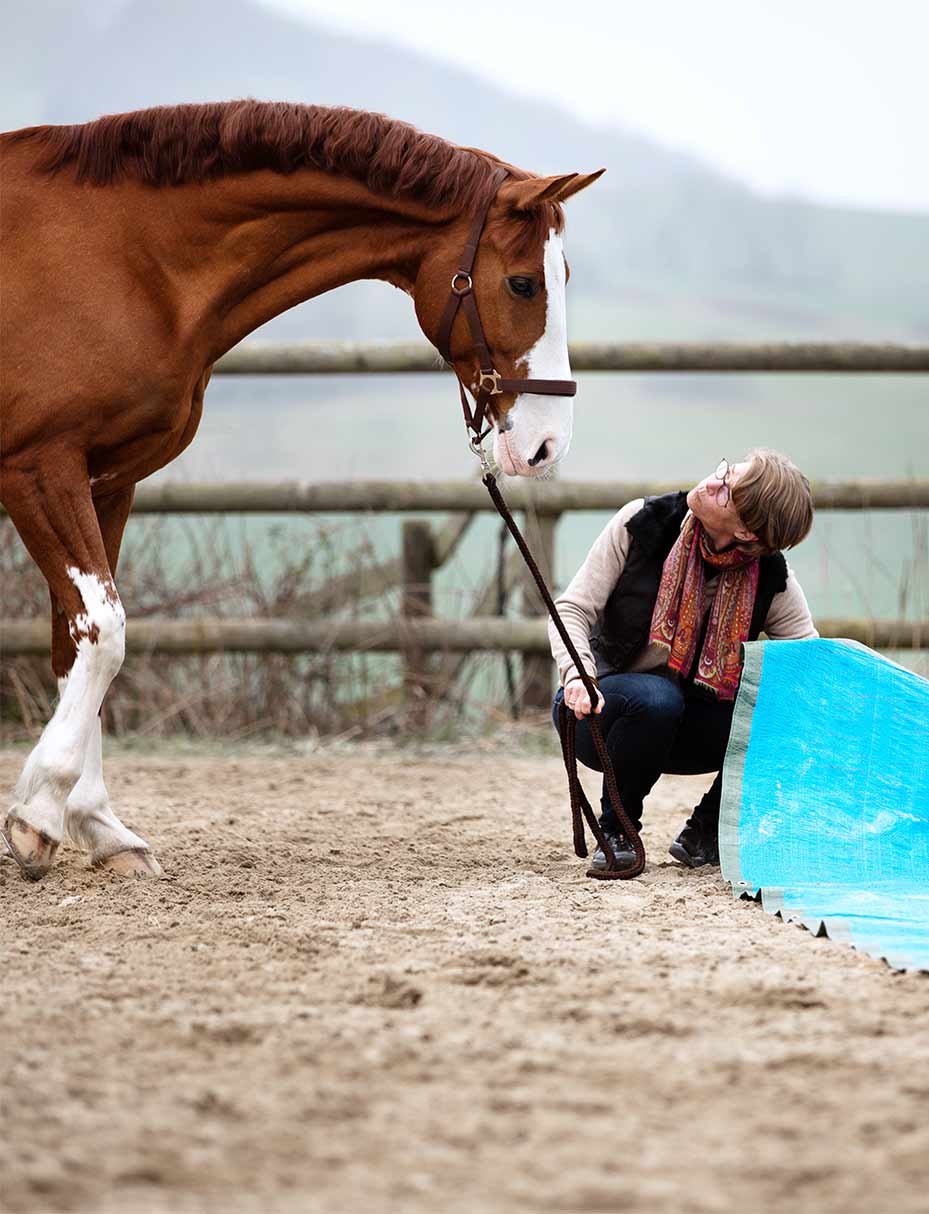 HorseEffect Personalcoaching Seminare – Modul-Vielfalt